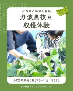 丹波黒枝豆収穫体験
