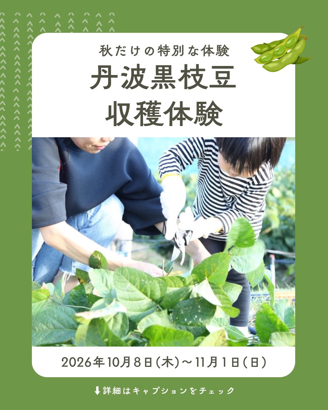 丹波黒枝豆収穫体験